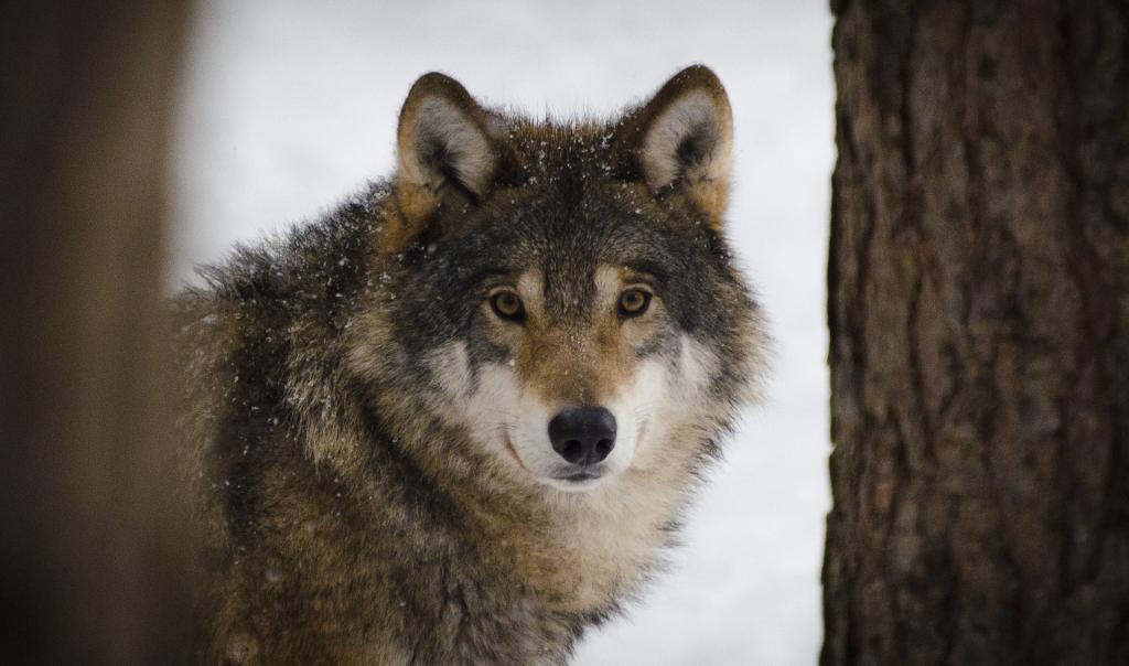 wolf-2106894_1920