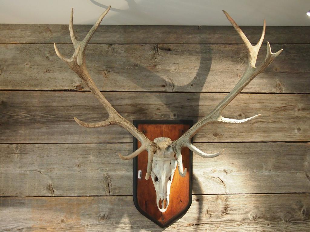 antler-556399_1920